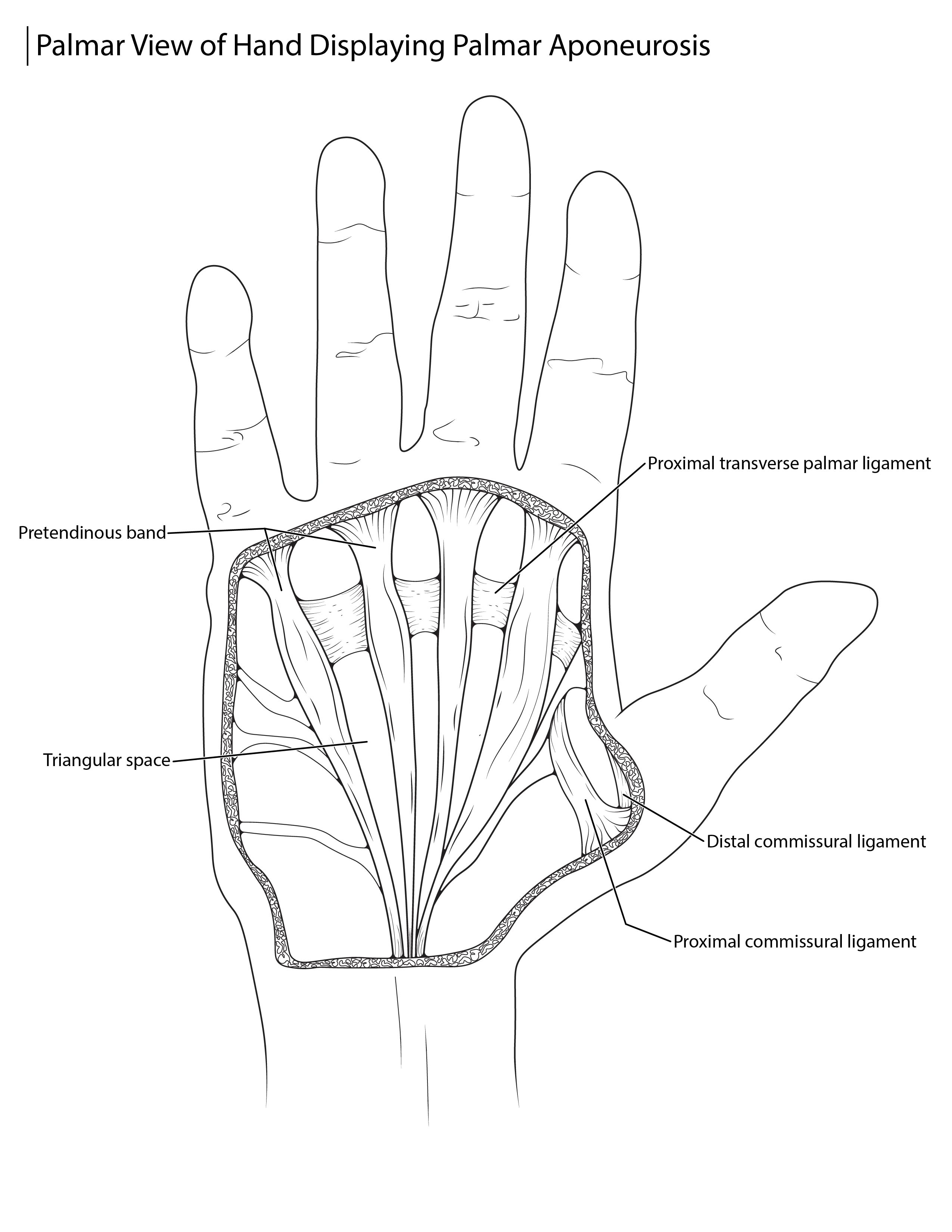 Hand Musculature